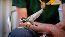 Wildlife 4