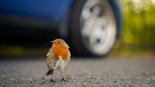 Wildlife 3