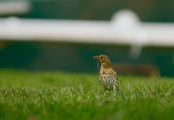 Wildlife 6