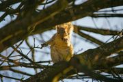 Wildlife 5